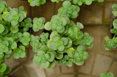 碰碰香怎么養(yǎng) 碰碰香養(yǎng)護(hù)技巧全解析